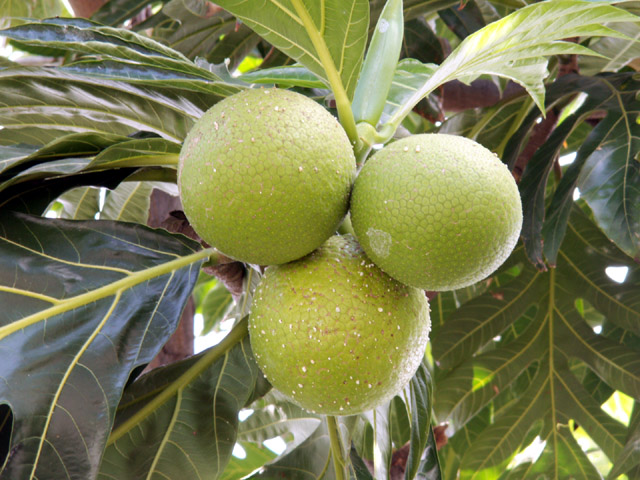 Le fruit de l'arbre à pain