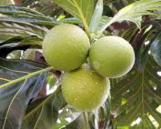 Le fruit de l'arbre à pain