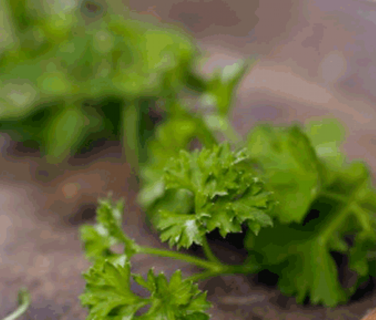 Taboulé de légumes